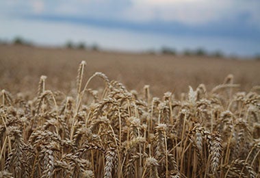 Un campo de centeno y otros cereales. 