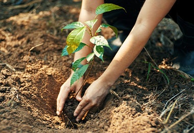 Planta al aire libre con abonos naturales 