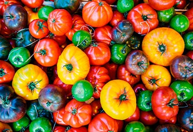 Tomates de distintos tamaños y colores, como amarillos, rojos y verdes.